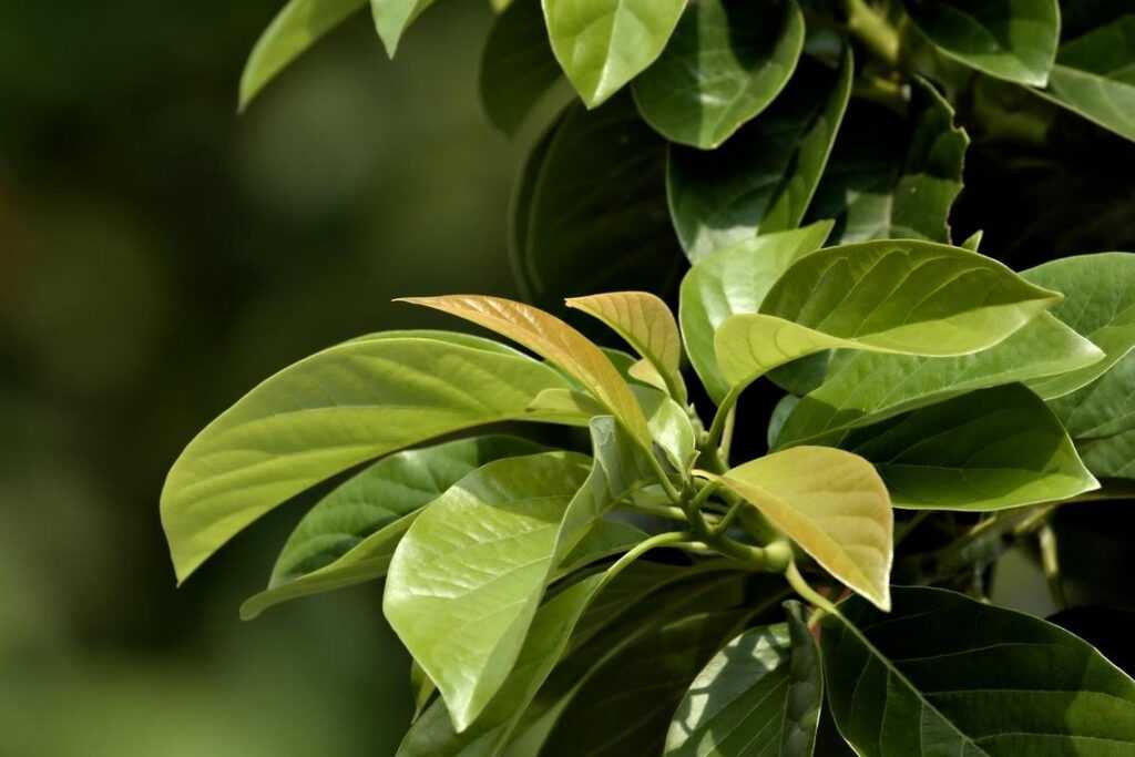 Connected Growth